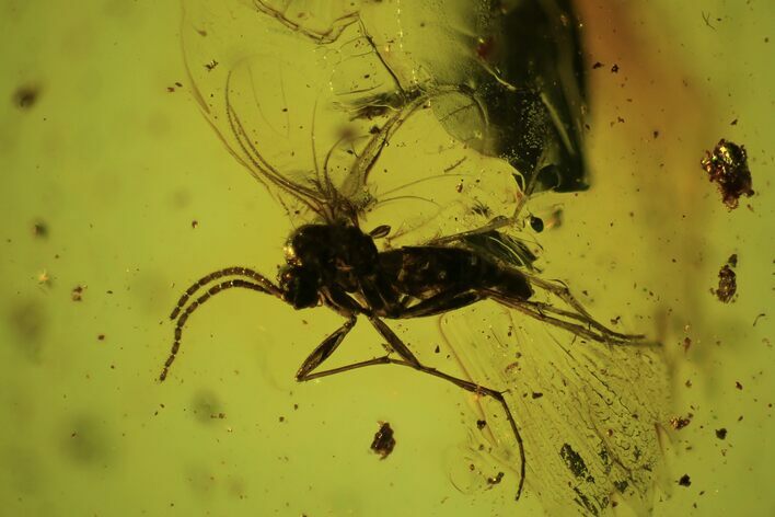 Fossil Fly (Diptera) In Baltic Amber #102729
